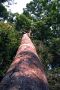 Amazonas06 - 024